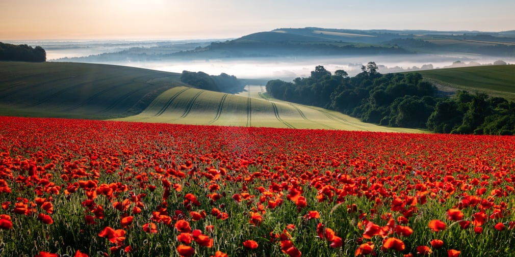 Field of red and a beautiful morning, Houghton, West Sussex,