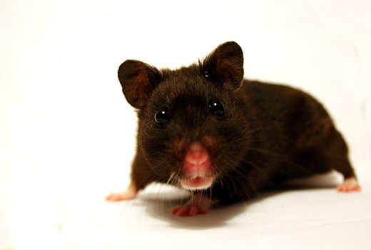 18-black-hamster-animal-photography.