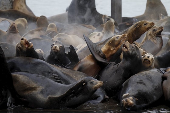 Sea lions lay on marina docks in Astoria