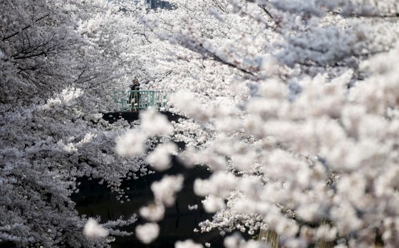 A man takes a picture of cherry blossoms in full bloom in Tokyo