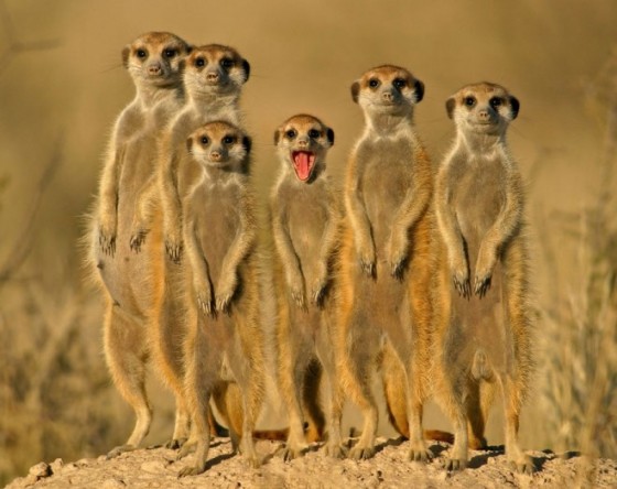 23-best-wildlife-photography-meercats.preview