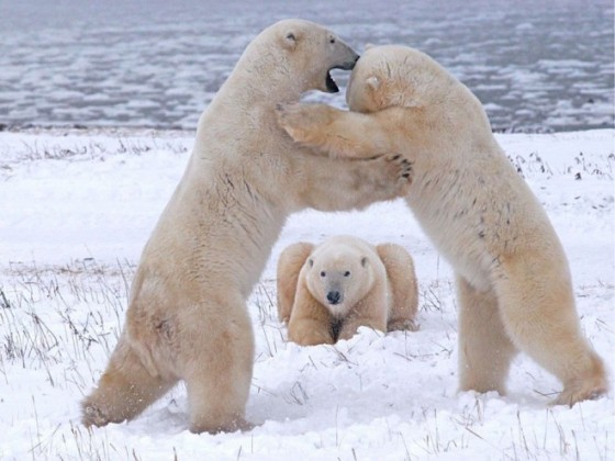 9-polar-bears-playing-photography.preview